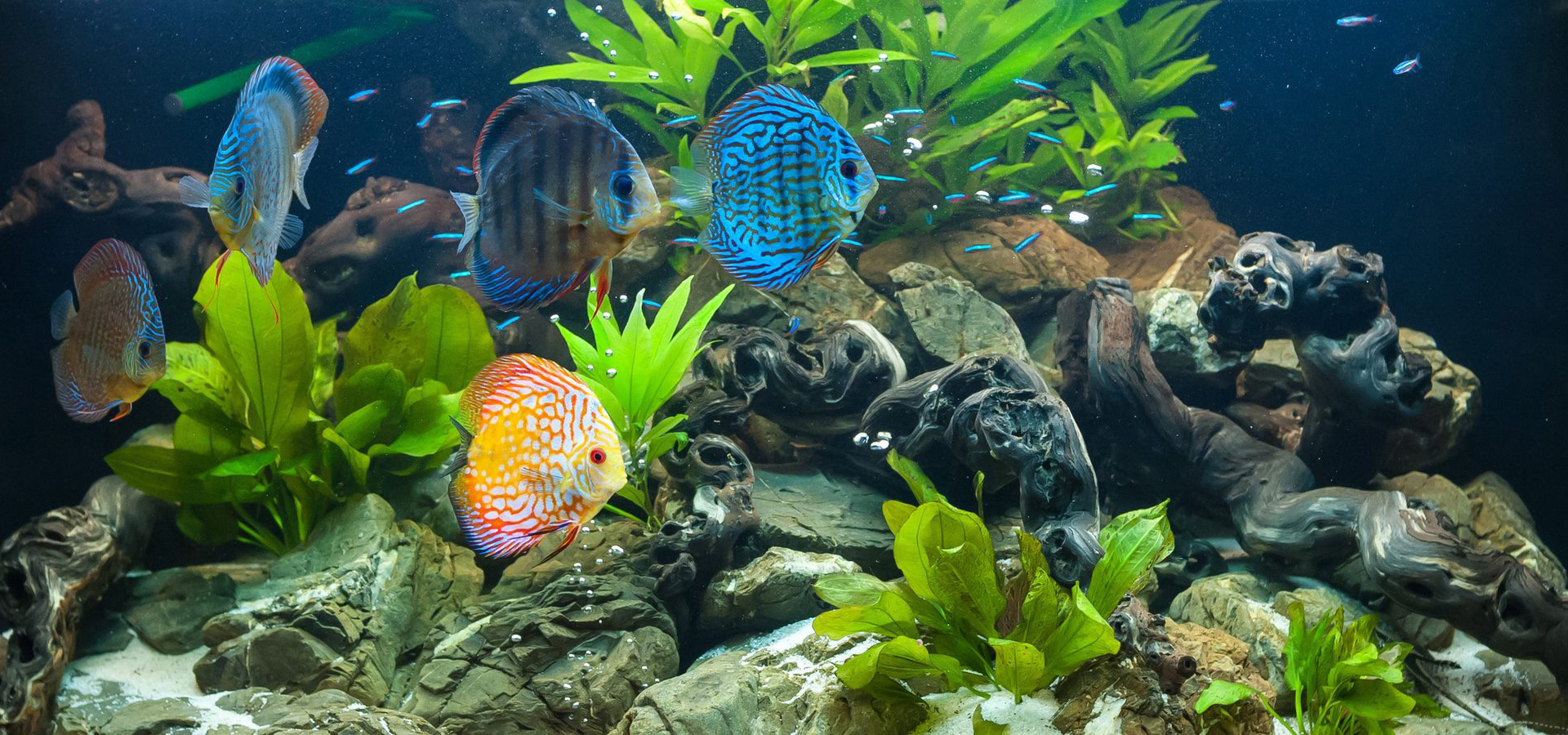 Free HTML5 Template by uicookies.com