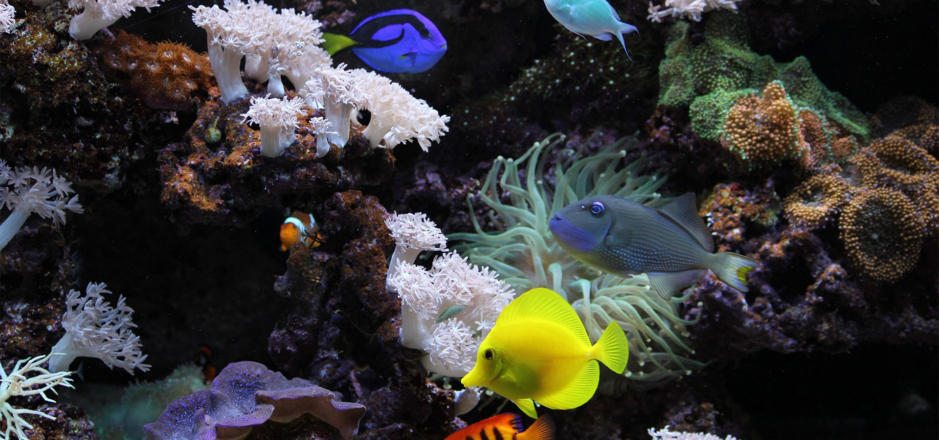 Free HTML5 Bootstrap Template by uicookies.com